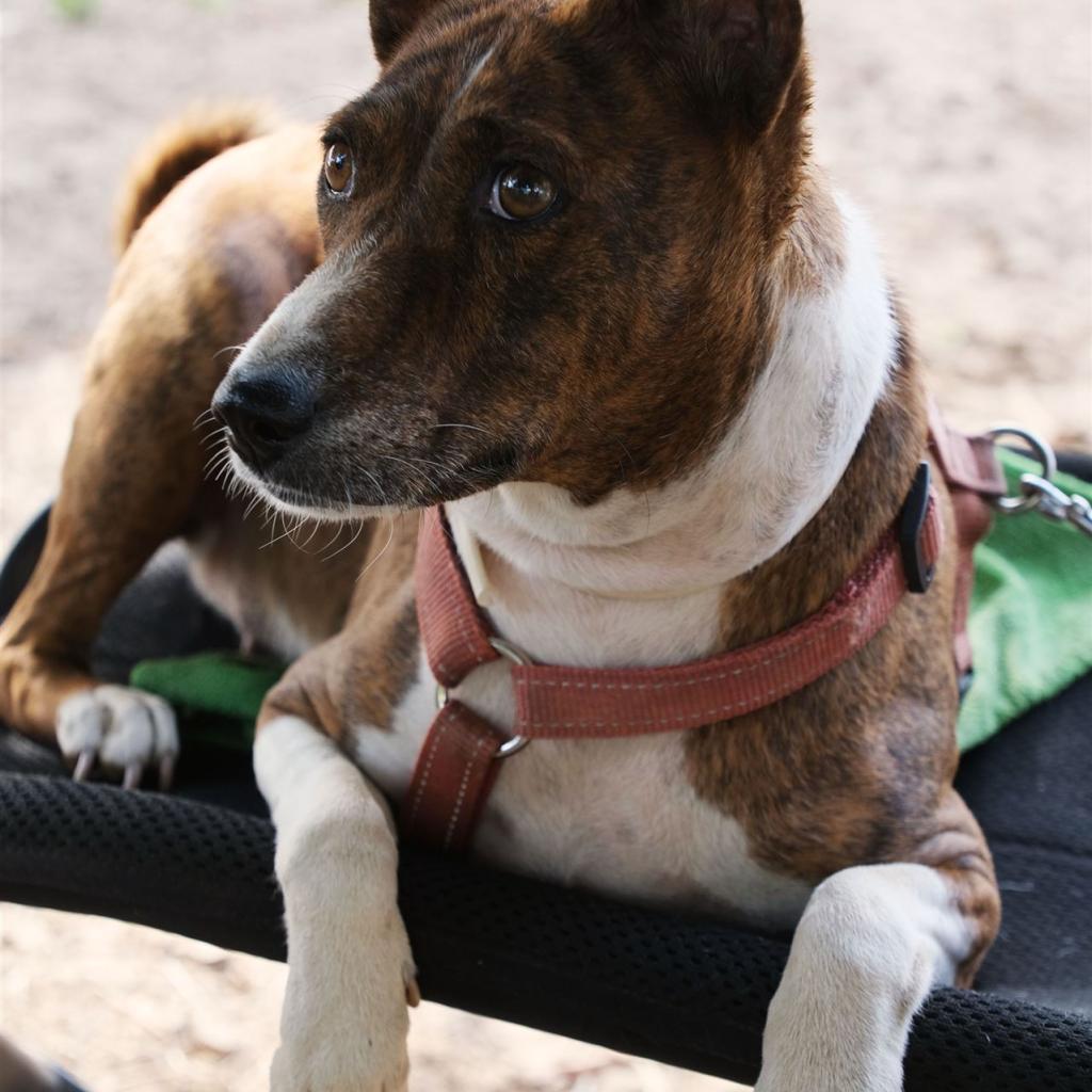 Brindle und weißer Hund mit spitz zulaufenden Ohren liegt in einem Geschirr und schaut zur Seite.