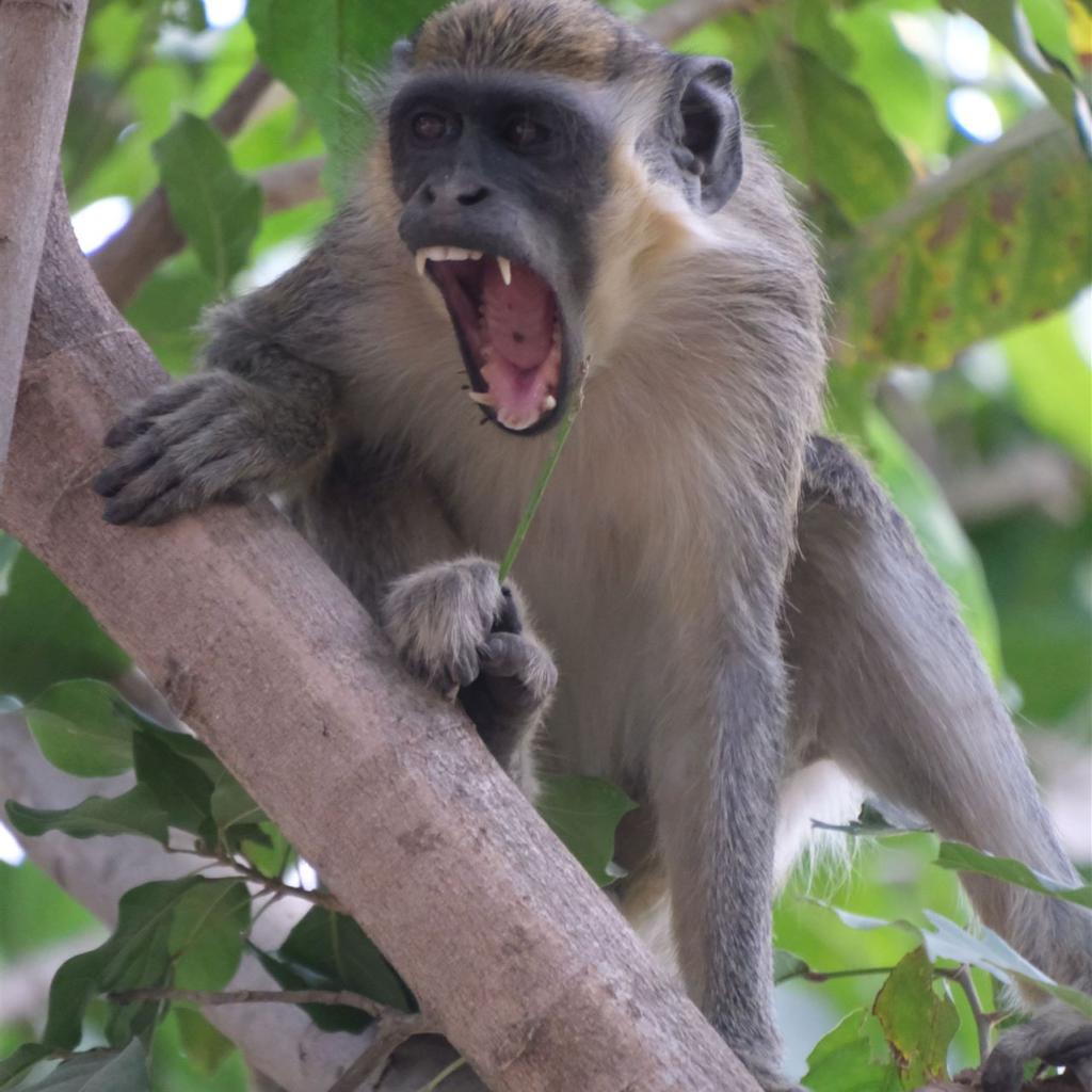 Affe mit offenem Maul und grünem Zweig auf Baumast